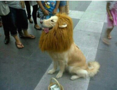 lion_dog.png